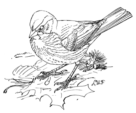 Fox Sparrow Coloring Page